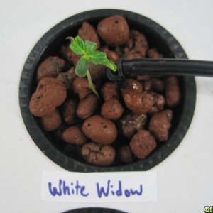 white widow supercloset seedling
