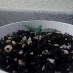 slow seedling growth