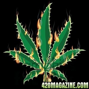 1397406-Marijuana_weed_leaf_burning_420