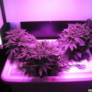 Clones 2 days from cutting