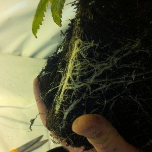 roots transplant