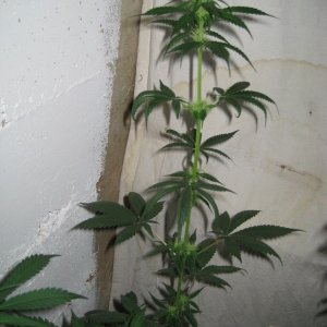 Red Diesel 12/12 from seed approx 40 days