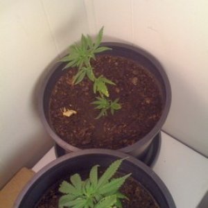 First Time Grow- First pics of Initial Setup