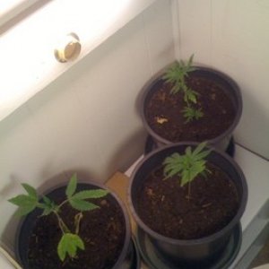 First Time Grow- First pics of Initial Setup