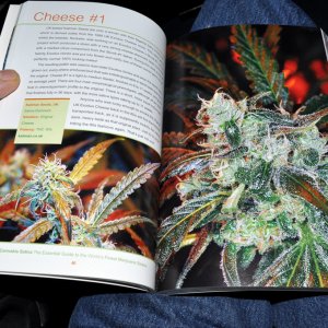The Essential Guide to the Worlds Finest Sativa Strains