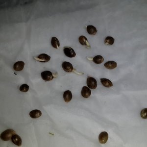 Germinated-ing Seeds