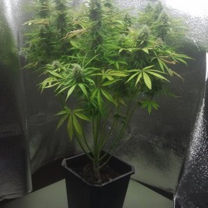 Critical AK #2 Late flowerer at 13 weeks