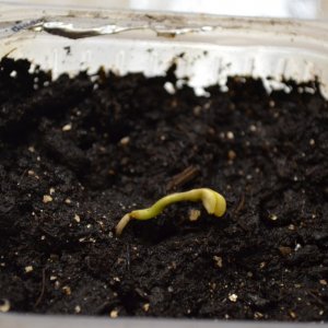 First Grow