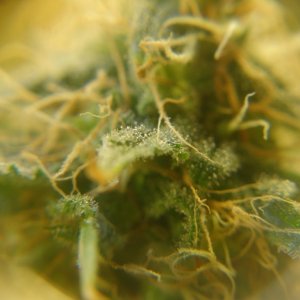 Day 47 Bloom - Trichome Detail 1