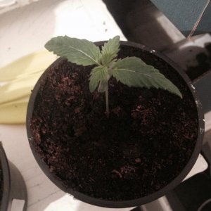 Help seedlings?