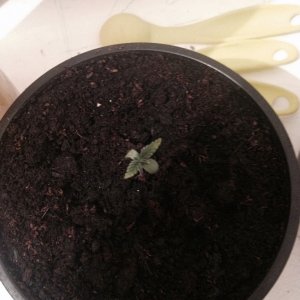 Seedling help