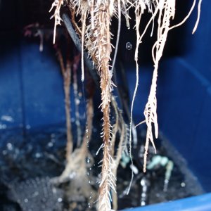 Suspected Root Rot 1
