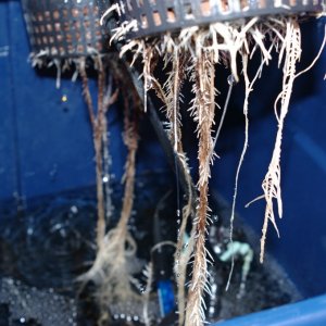 Suspected Root Rot 3