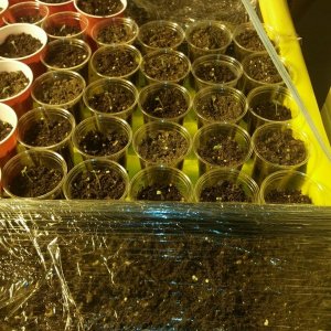 seedlings and saran wrapped germs