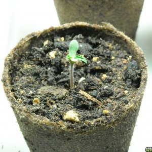 First seedling