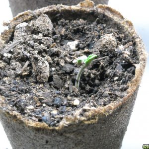 Second Seedling