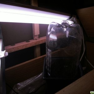 CFL dresser grow