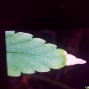 yellow tip leaf