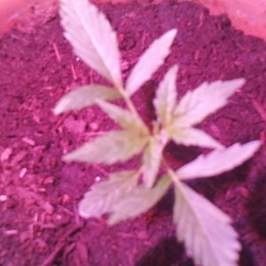 first grow week 3