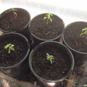 Seedlings 05.02.14