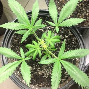 This is my first indoor grow... WWxBB