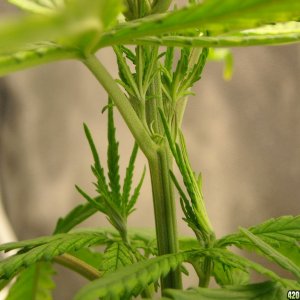 Close-up shot of left plant