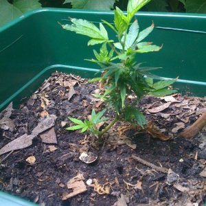 The 'rooted' new clone