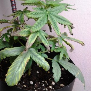 My plants need help