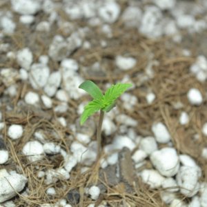 Critical Mass Auto (Buddah Seeds) seedlings