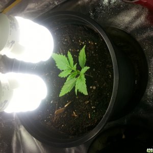 first time grow