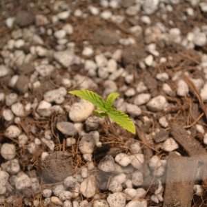 Critical mass seedlings