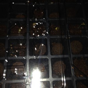 seedlings in germination tray