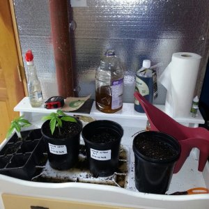 First Grow : Repotting Day