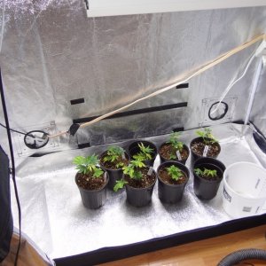 Pineapple expr., blueberry clones 10 days old