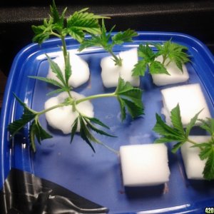 new homemade bubble cloner with strawberry blue clones
