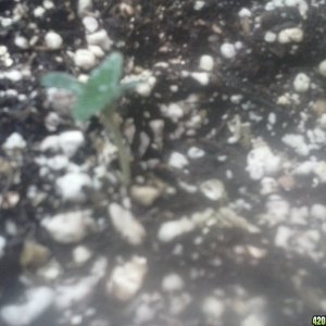 less then 5 days from seed