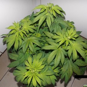 Help me help my plant Please "(