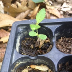 Could this be a baby Marijuana plant?
