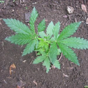 Outdoor seedlings / guerilla grow