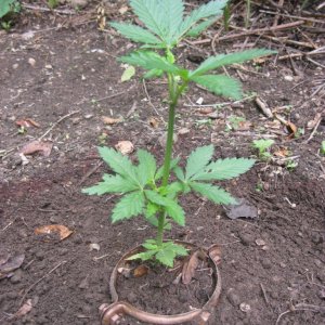 Outdoor seedlings / guerilla grow