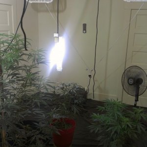 Moved to a bigger grow room