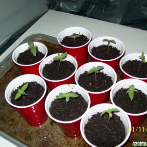 NL sprouts