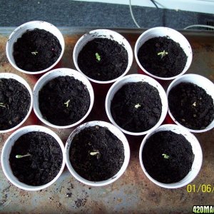 ten successful NL sprouts