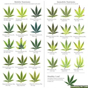 best_cannabis_deficiency_visual_chart