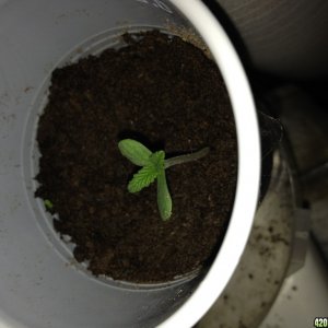 I growing outdoors