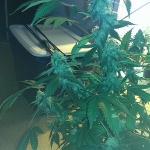 week 8 day 56 harvest day