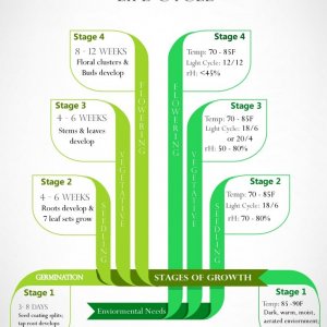Infographic-- Cannabis: Growth Stages & Ideal Environments