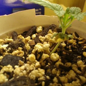 weedies443 first grow