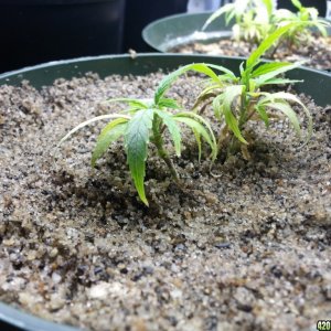 seedlings and clones