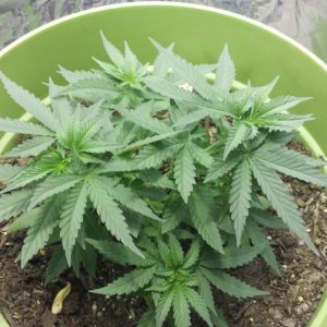 New Grow Opinions Welcome